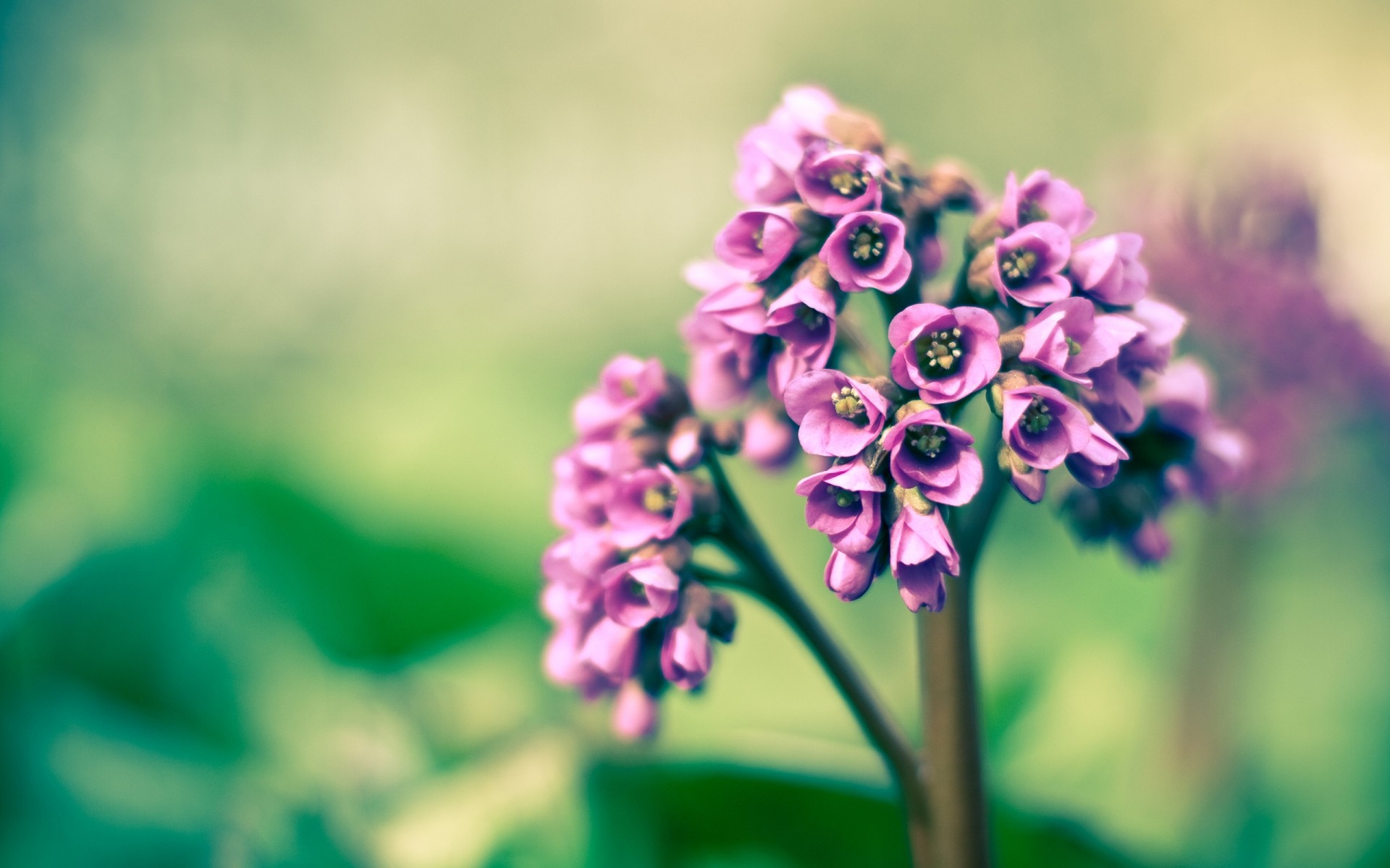 spring nature flower flora leaf summer garden color close-up floral bright petal outdoors season beautiful blooming growth flowers purple