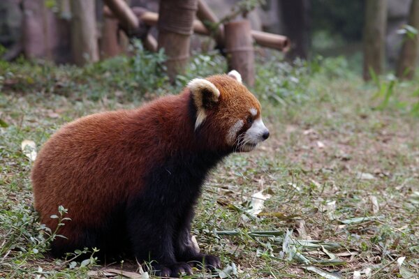 Il panda rosso esplora lo zoo