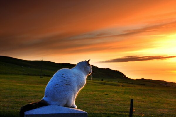 A white cat contemplates the sunset