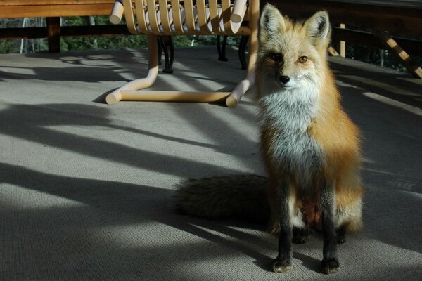 A fox visiting a man