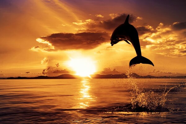 Dolphin jumps into the sea at sunset