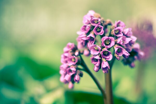 Blooming lilac flower