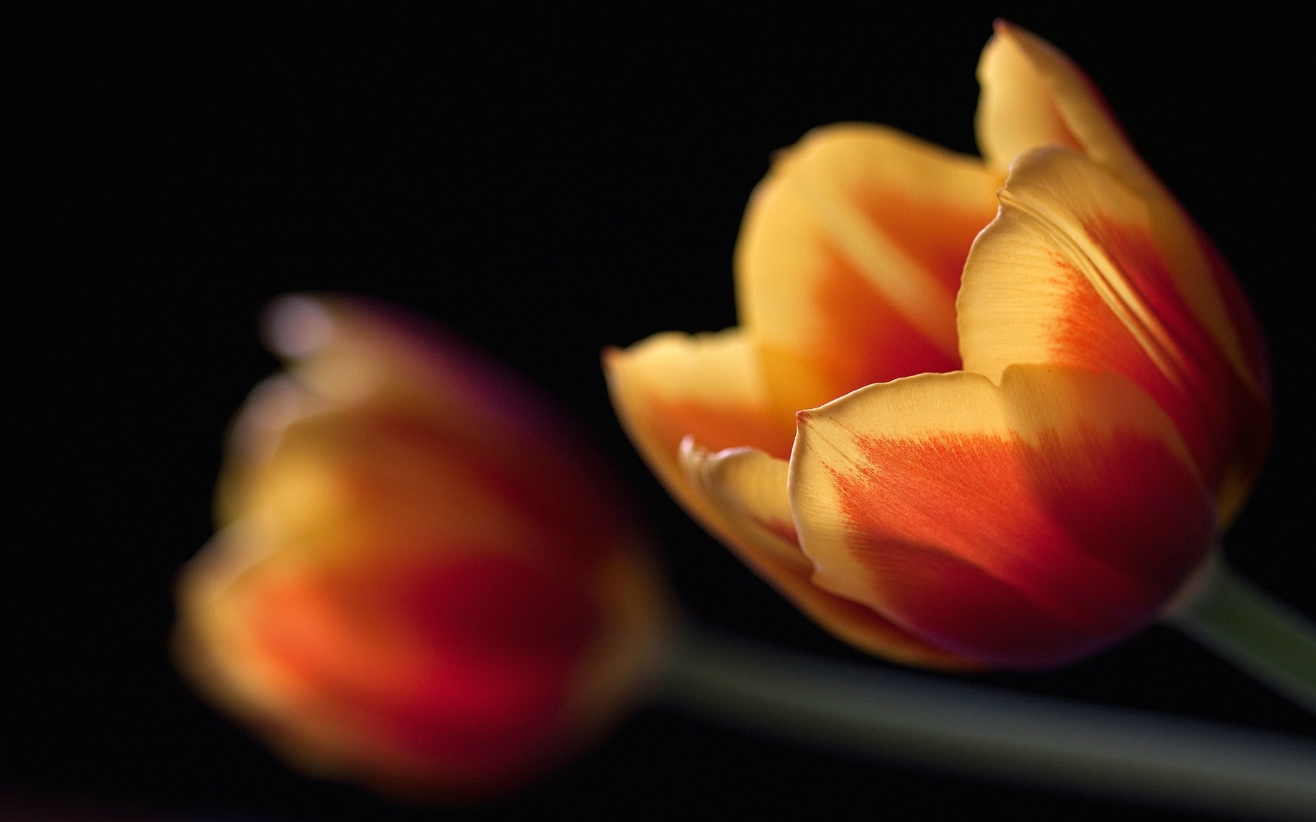 flowers tulip flower nature still life blur color summer one grow love bright desktop