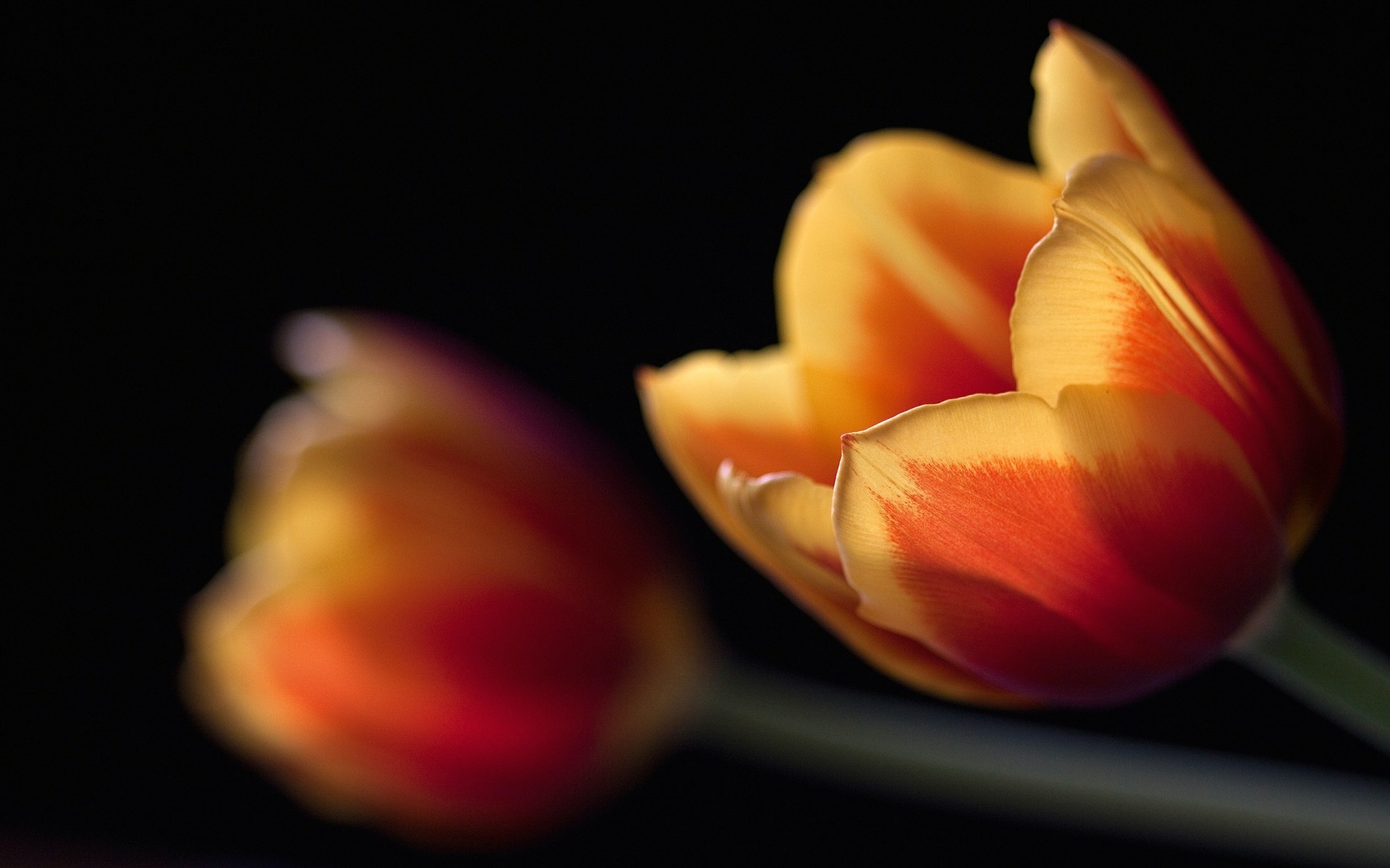 flores tulipán flor naturaleza naturaleza muerta desenfoque color verano solo crecer amor brillante escritorio