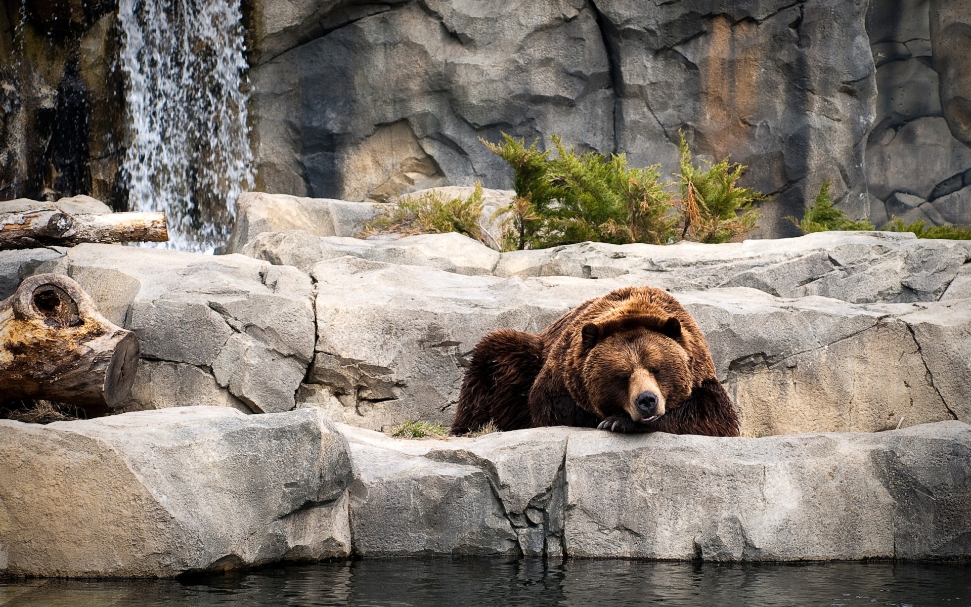 animals water mammal nature rock outdoors wildlife wild bear