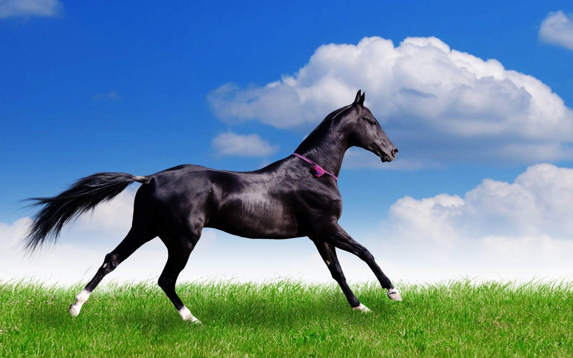 animali cavallo mare mammifero erba campo stallone equestre animale allevamento di cavalli pascolo fieno manet cavalleria