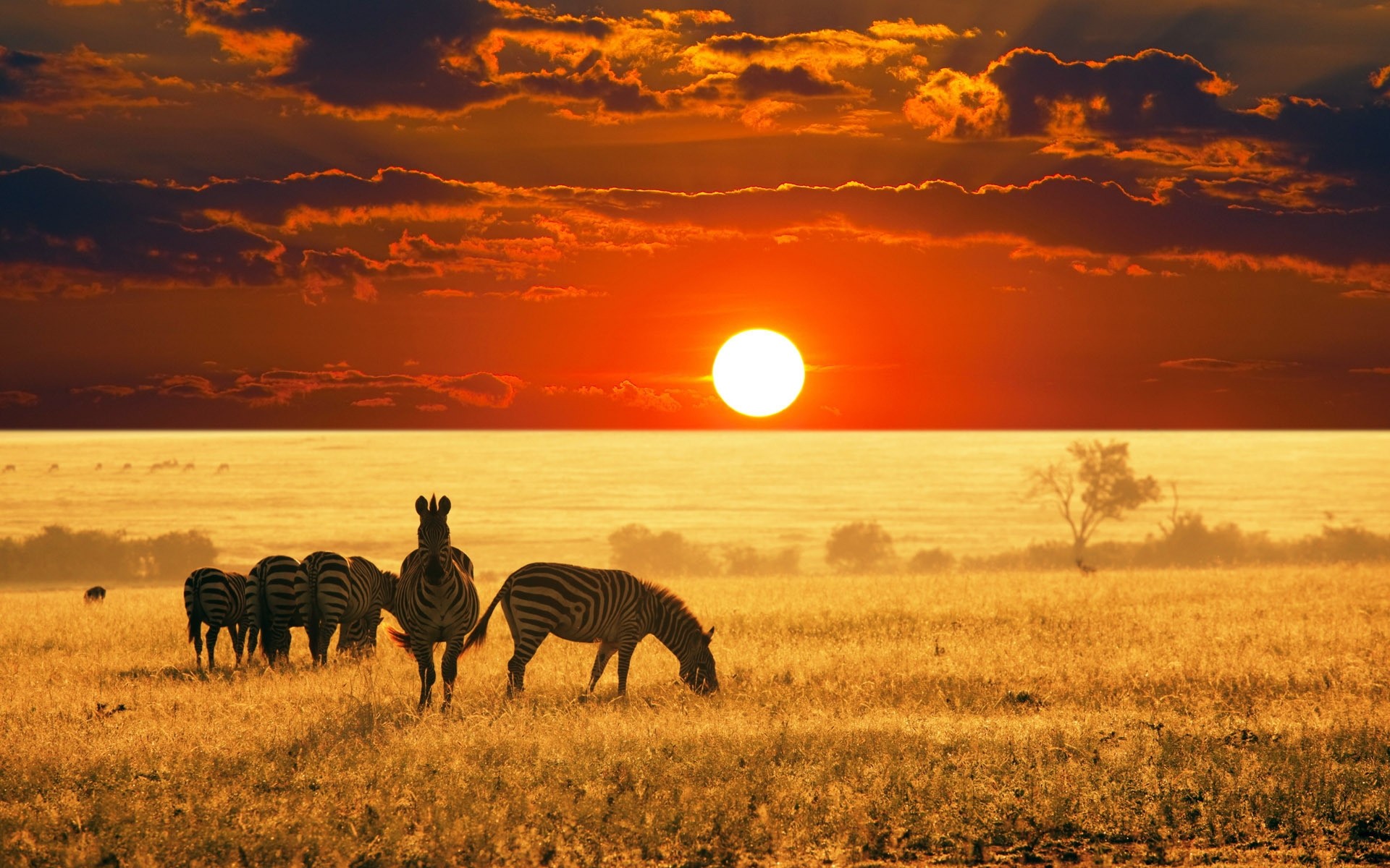 animali tramonto alba sole sera crepuscolo paesaggio cielo natura bel tempo selvaggio paesaggio foto