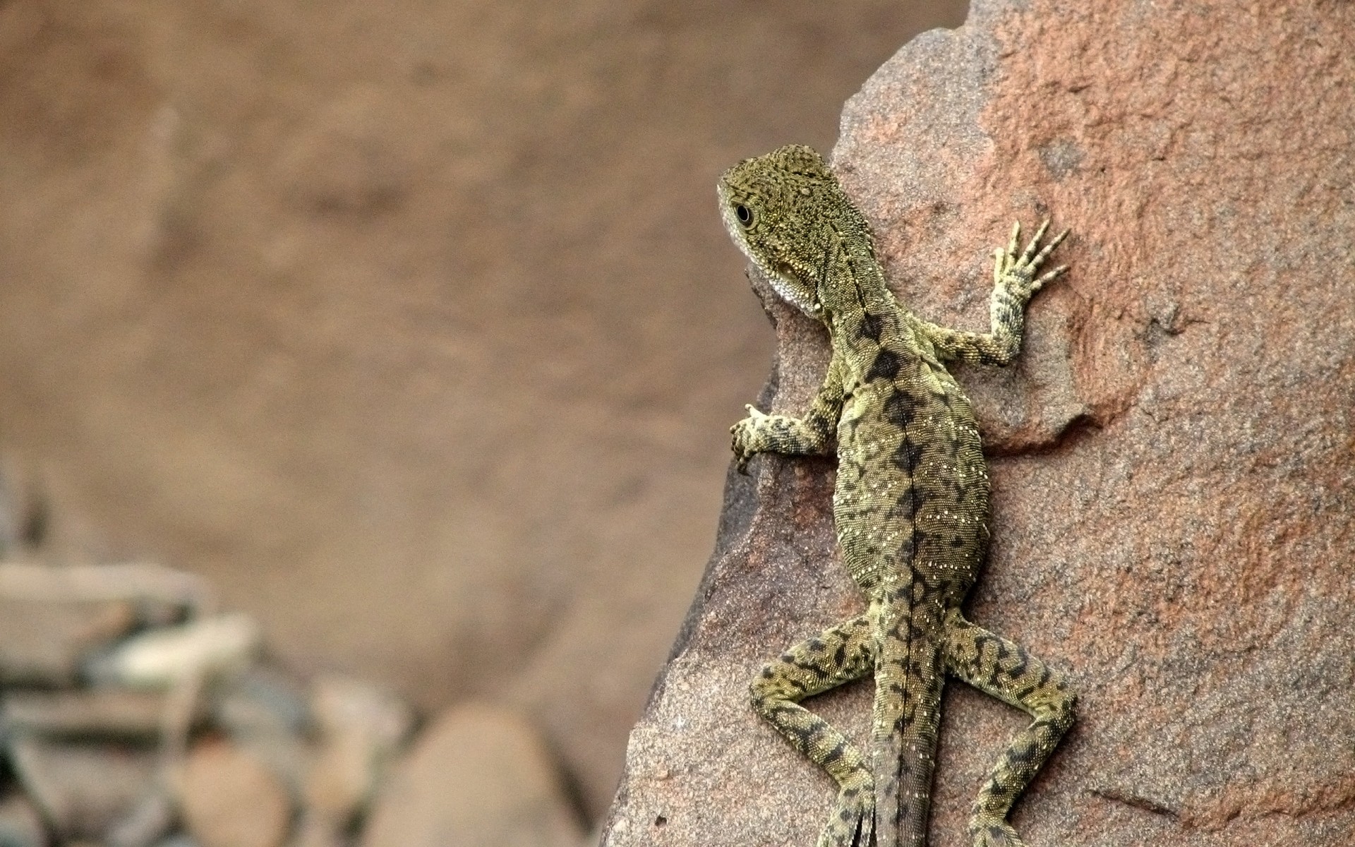 reptilien und frösche gazoo eidechse natur wüste rock tierwelt im freien stein tier sand wild tropisch schließen eidechsen steine