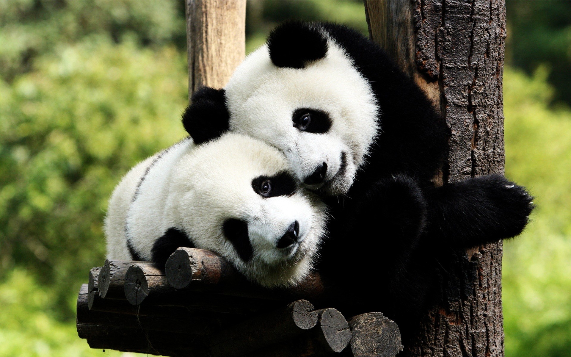 tiere säugetier tierwelt holz natur tier wild zoo niedlich fell panda baum im freien panda bär