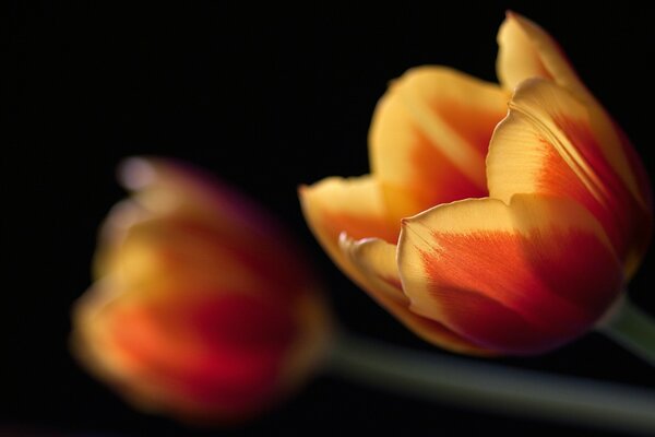 Tulipanes abigarrados sobre un fondo oscuro