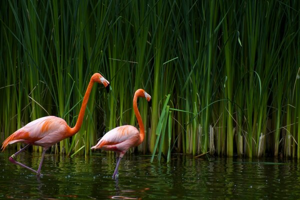 Flamant rose parmi les roseaux verts