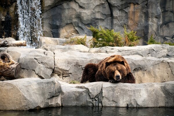 Braunbär, der auf einem Stein am Wasser liegt