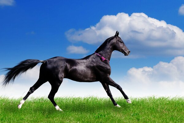 A horse with white hooves. Blue beautiful sky