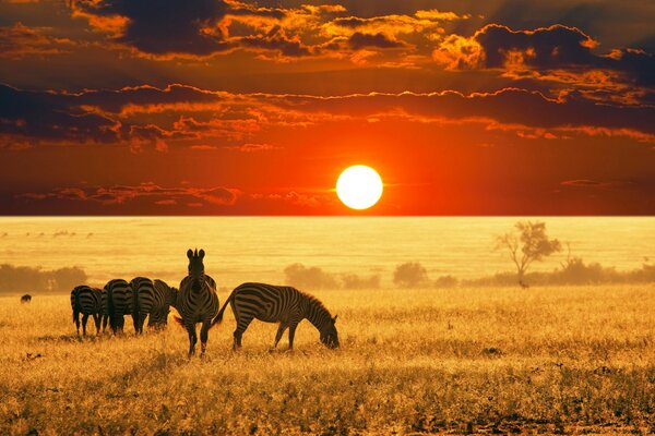 Zebras in the Savanna steppe at sunset