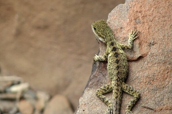 Lizard on the background of desert stones