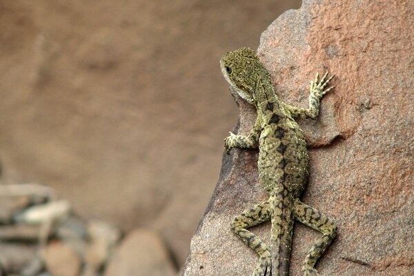 沙漠石头背景上的蜥蜴
