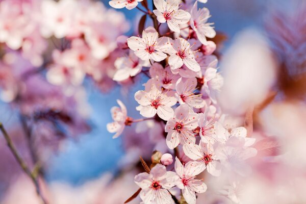 Jedes Frühjahr blüht die Natur