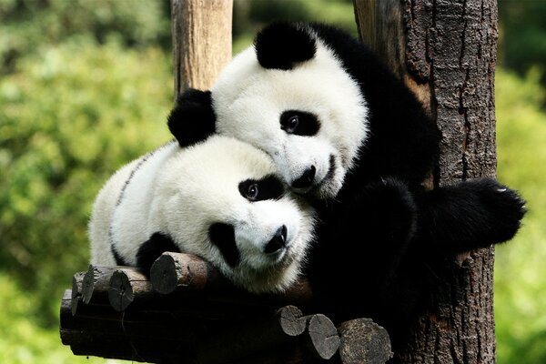 Nature reserve with black and white pandas