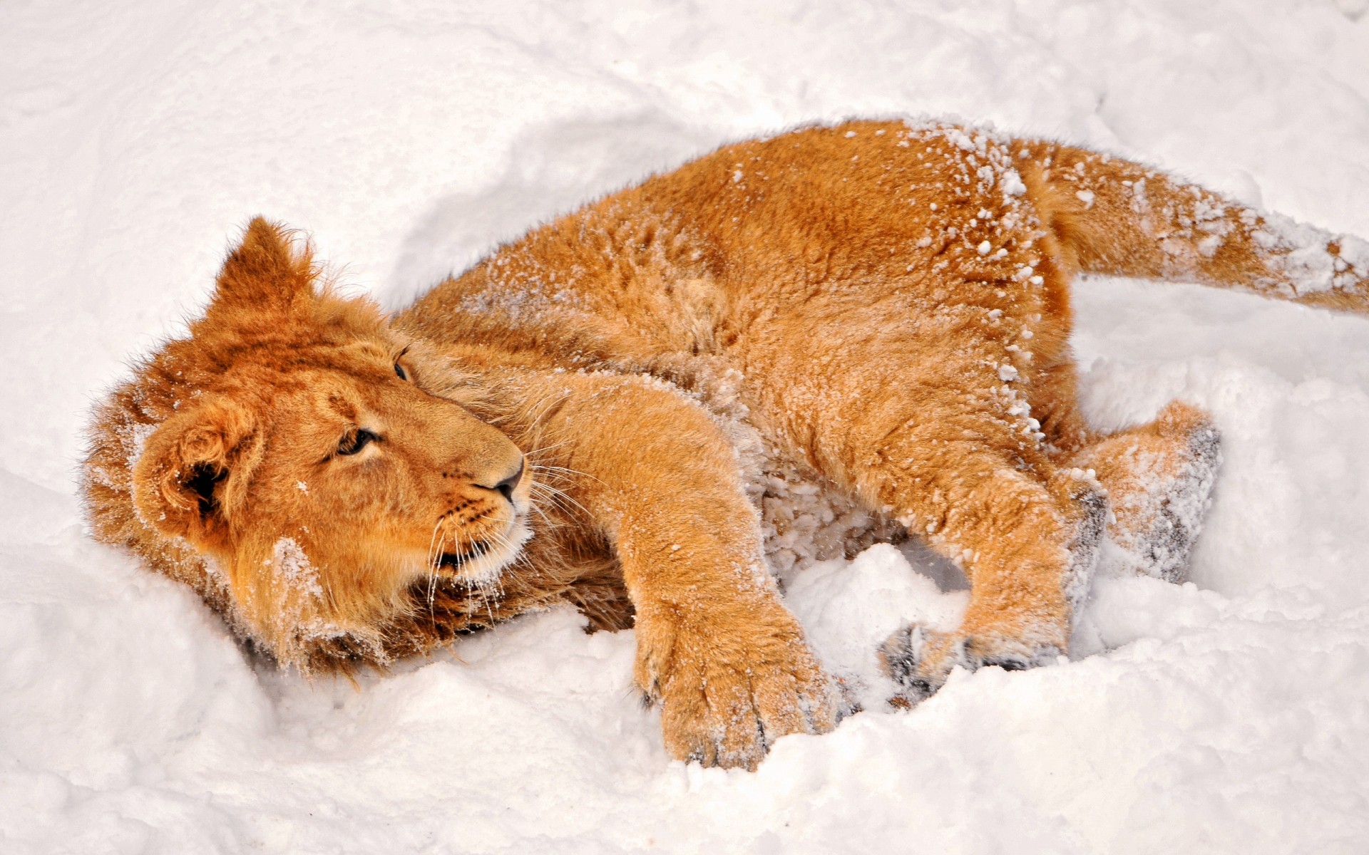animals winter mammal snow animal fur cold cute wildlife nature frosty lion