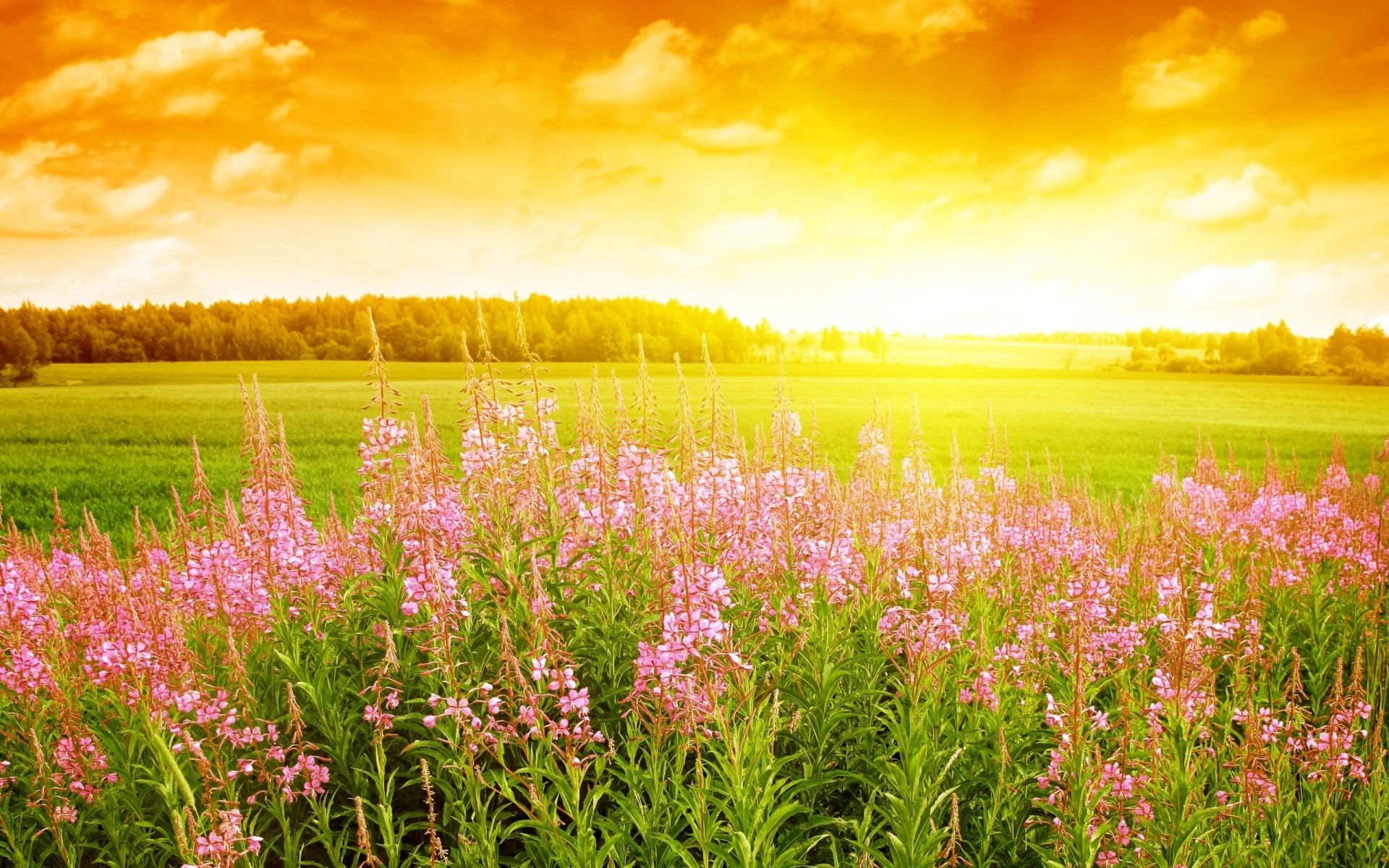 blumen des ländlichen natur feld sommer landschaft blume landschaft heuhaufen gras sonne flora gutes wetter hell landwirtschaft im freien dämmerung jahreszeit wachstum weide landschaft hintergrund himmel