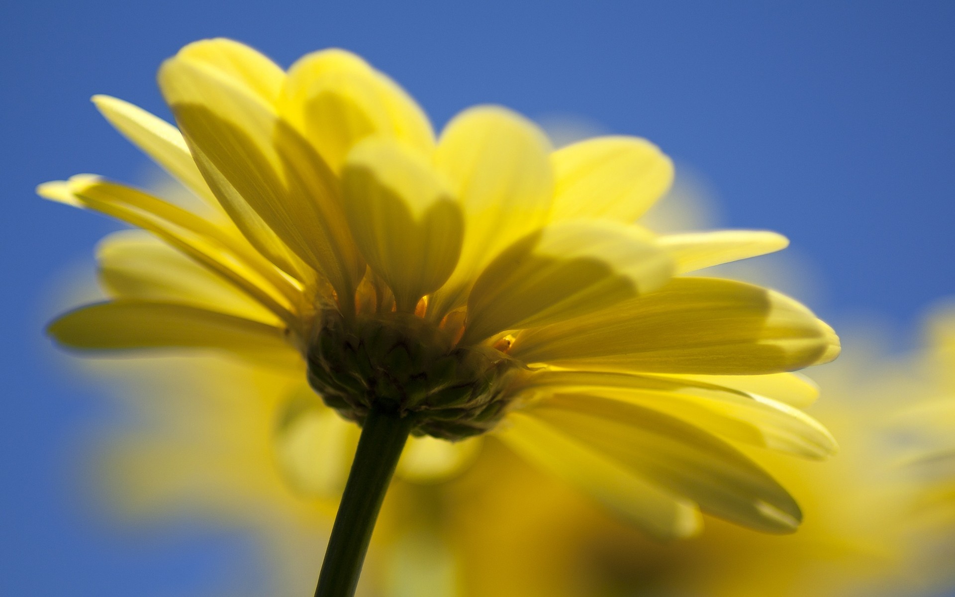 flowers nature flower flora summer bright garden color petal growth close-up leaf floral fair weather blooming beautiful sun yellow macro