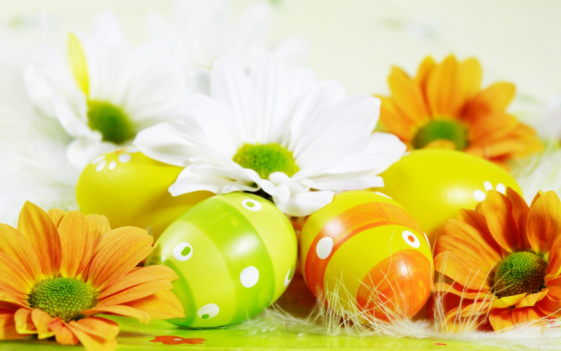 pasqua natura foglia fiore estate luminoso salute uovo fiori giallo colori vacanza vacanza