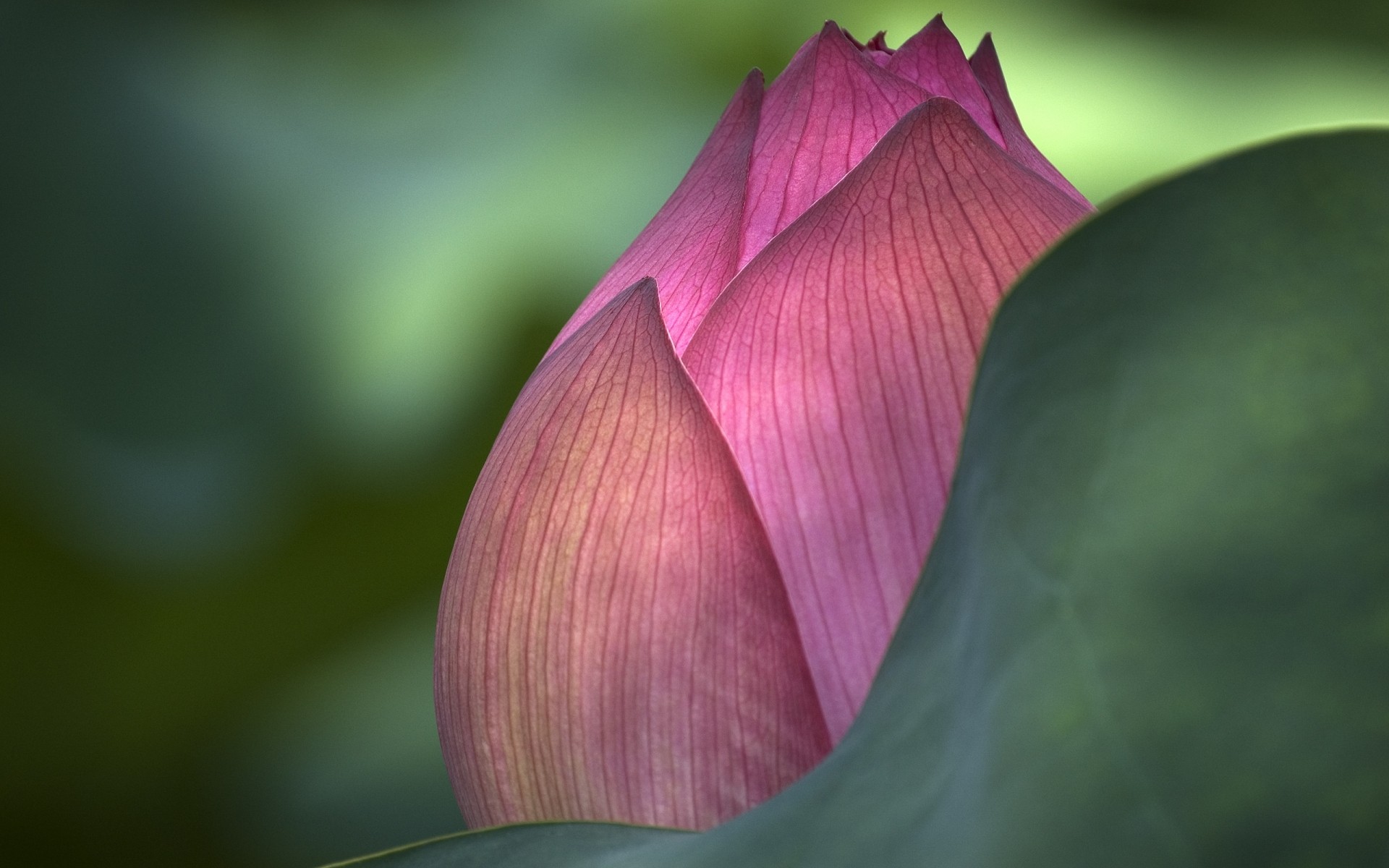 fleurs fleur feuille nature lotus flore jardin exotic lily tropical été pétale zen à l extérieur belle couleur eau rose vert