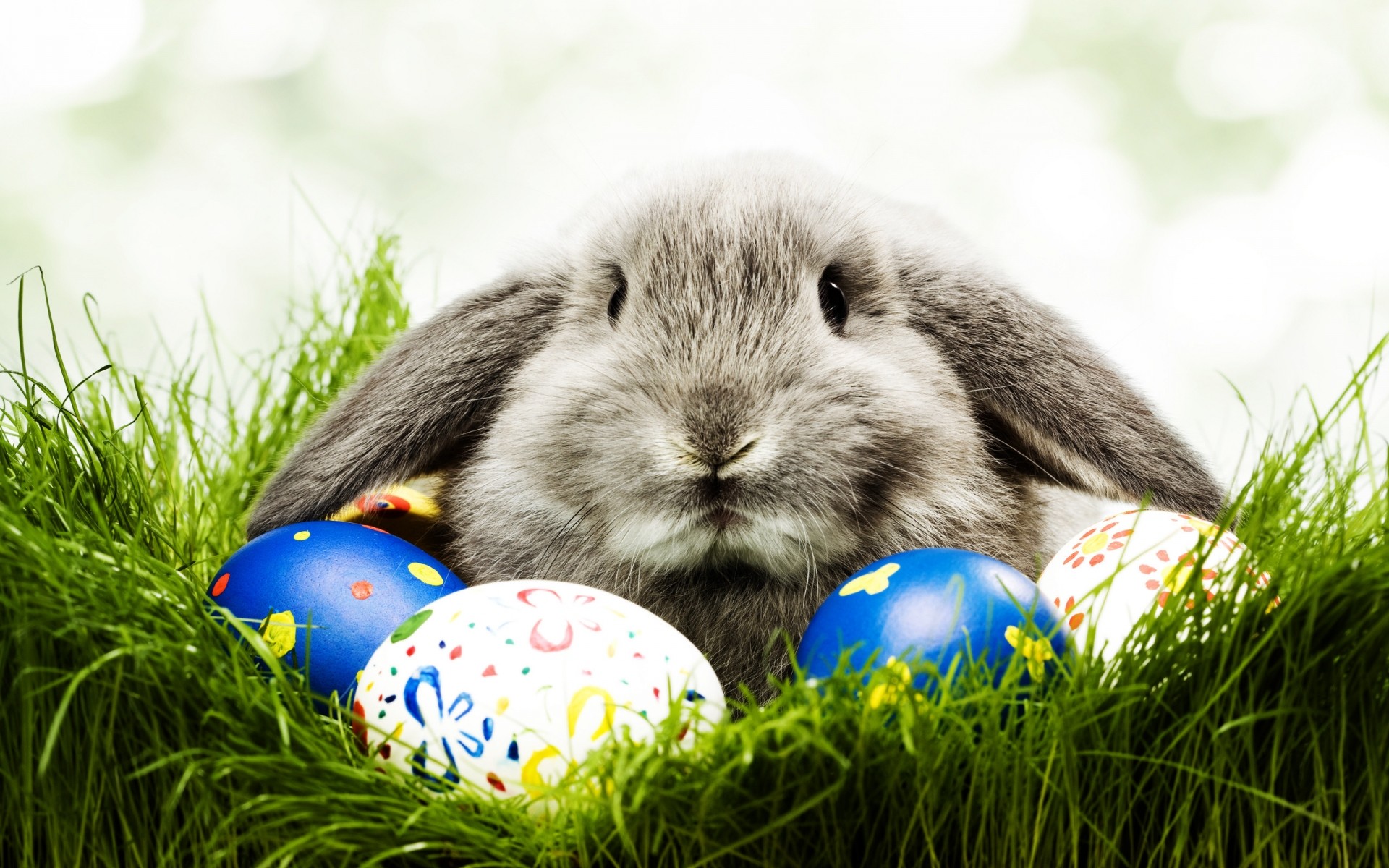 pascua hierba conejo huevo naturaleza pequeño lindo conejito nido huevo de pascua al aire libre vacaciones vacaciones huevos decoración