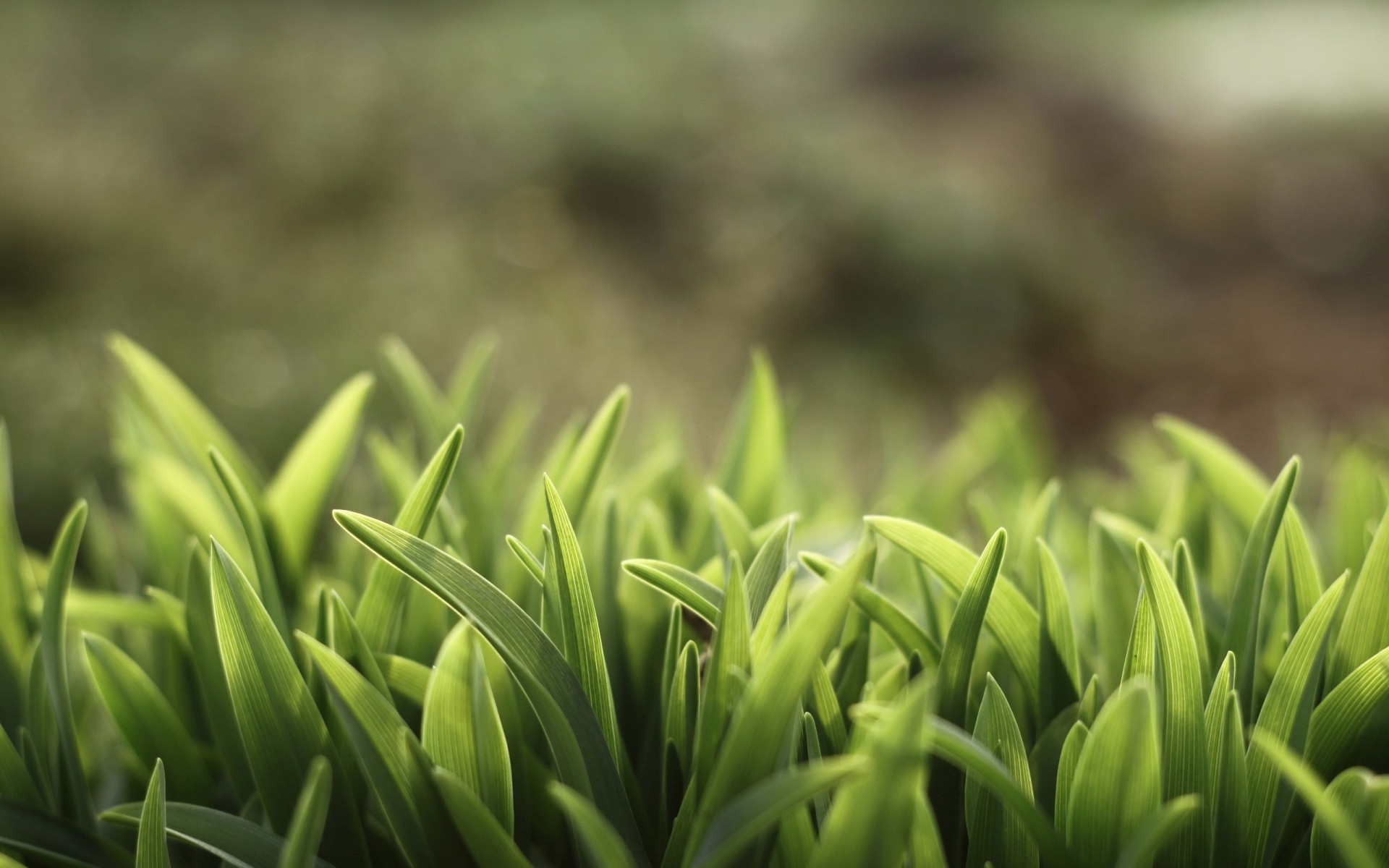 rośliny wzrost liść natura flora trawa ogród bujny zbliżenie makro