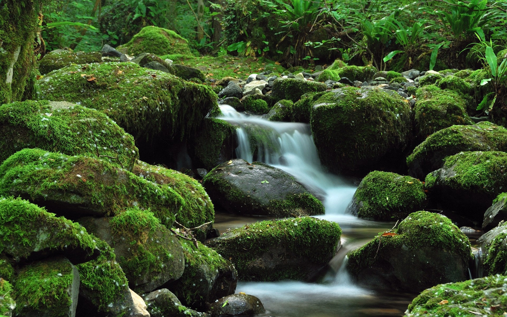 landscapes moss water waterfall nature stream wood flow rock cascade river leaf stone wet creek lush wild outdoors landscape fall green waterfalls