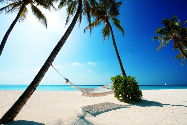 Hammock between palm trees on the sea