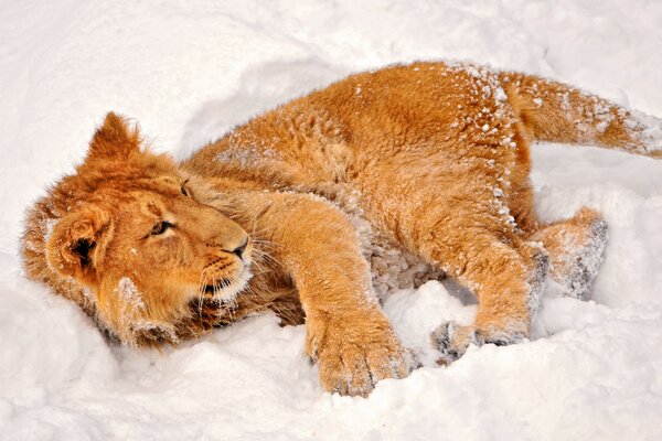 Rothaarige Raubtier spielt im Schnee