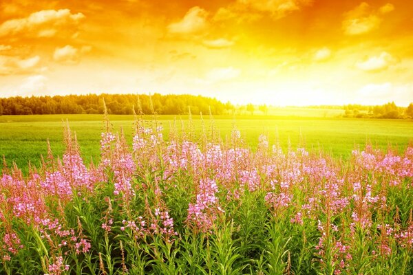 Ländliche Natur auf Sonnenuntergang Hintergrund