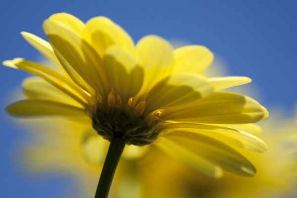 Yellow daisy on a blue sky background