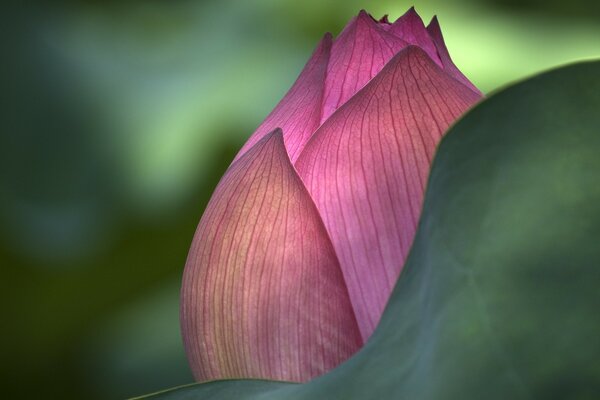 Lotus flower closed in greenery