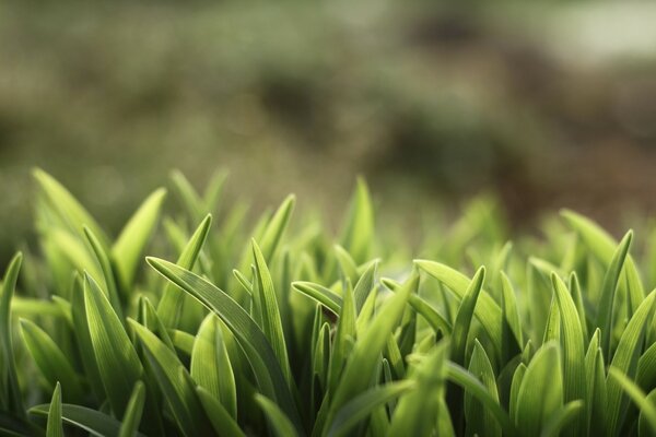 Green leaves in macro with blurred background