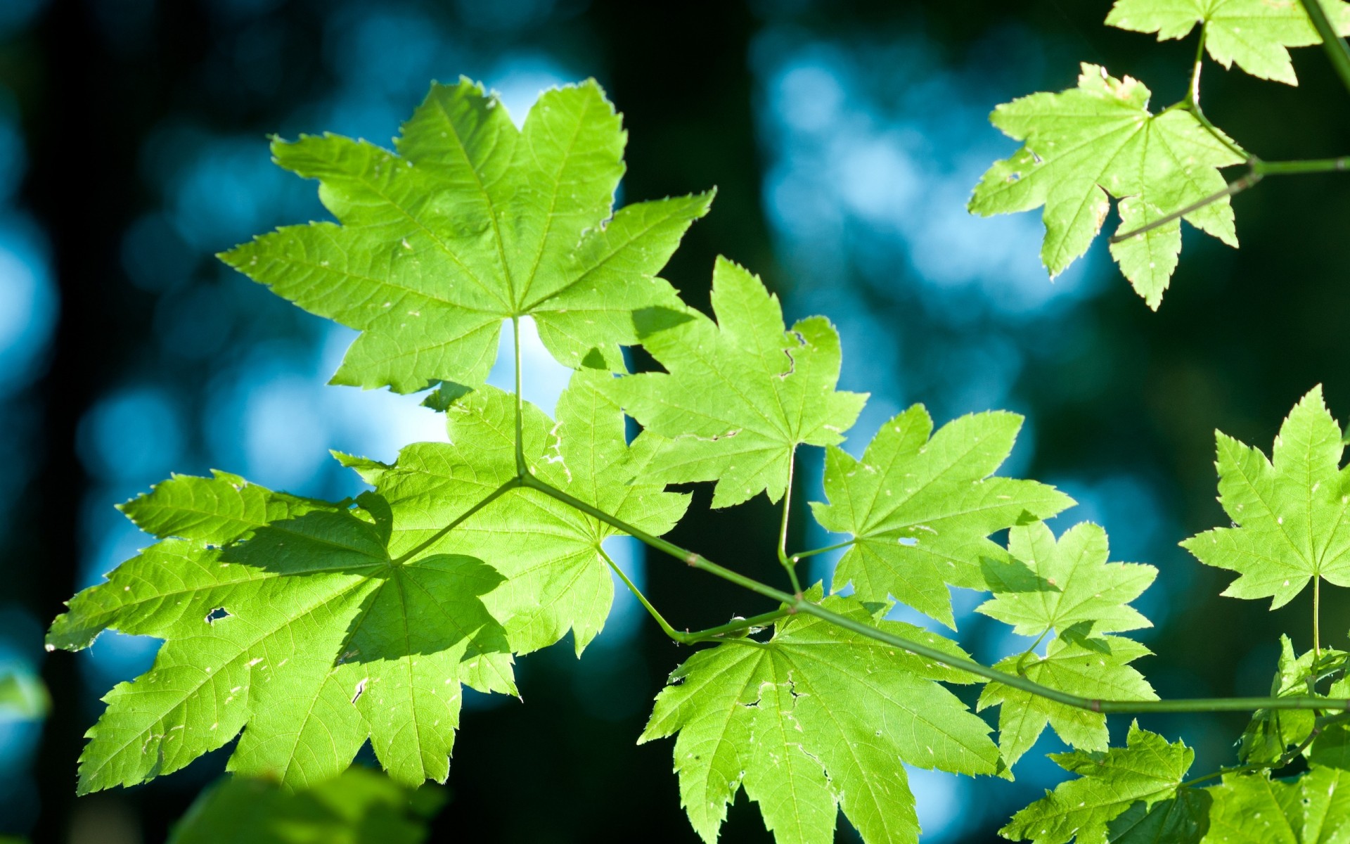 landscapes leaf nature growth outdoors bright fall lush flora summer environment fair weather leaves green