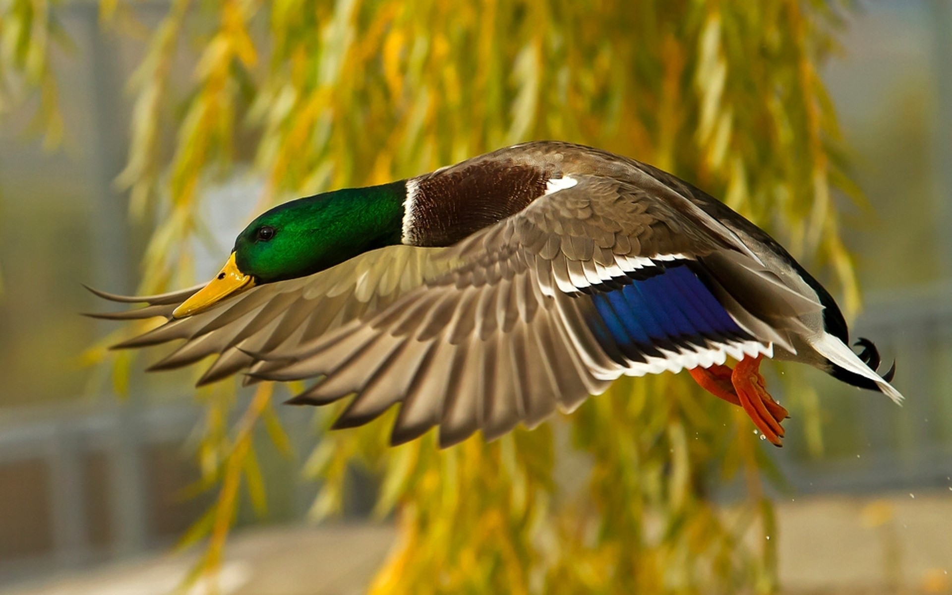 kaczka ptak dzika natura pióro zwierzę na zewnątrz dziób skrzydło dzikie ptaki ptactwo wodne lot avian latać lot zwierzęta ptaki