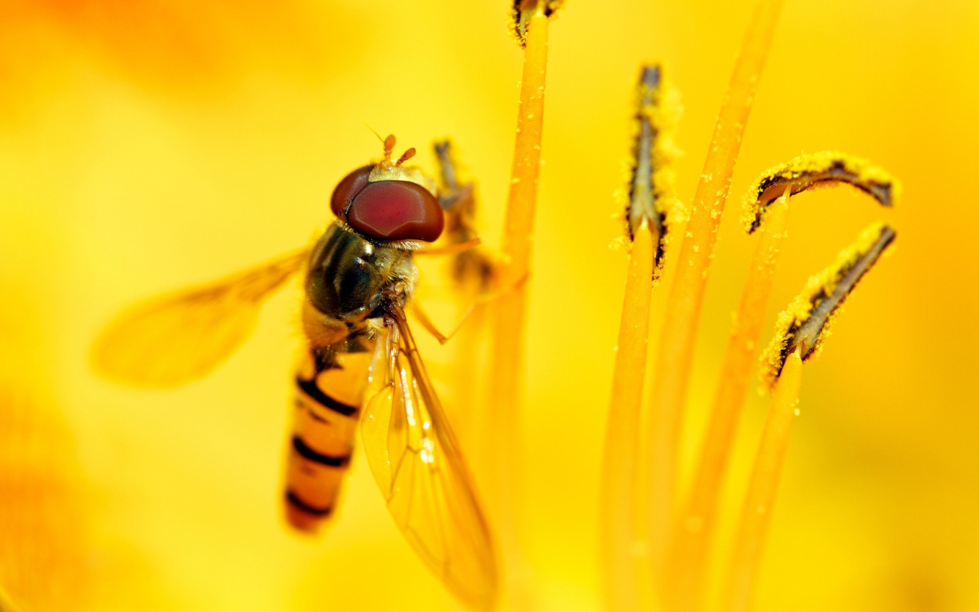 insetti insetto natura volare ape fiore estate invertebrati scarabeo fauna selvatica all aperto animale polline macro giallo