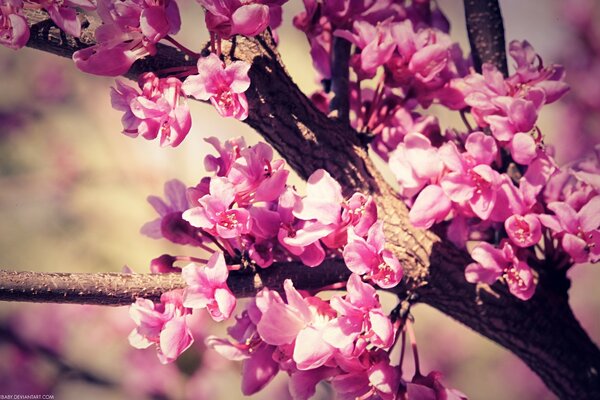 Floración de la naturaleza en primavera, flora y fauna