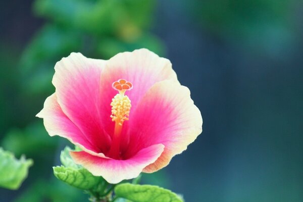 A five -petalled pink flower with green leaves and a yellow pistil