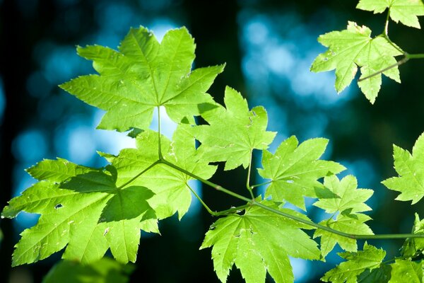 Makroaufnahme von Litas in der Natur