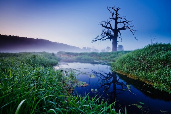 Cupo albero nudo ai margini della foresta