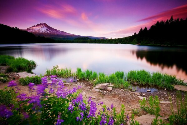 Paisaje lago montaña flores