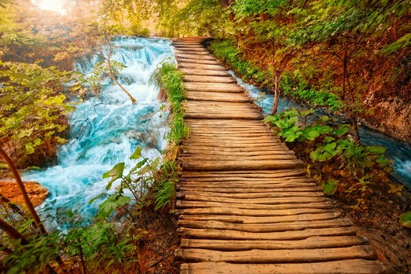 Landscape of a bridge over a river in the forest