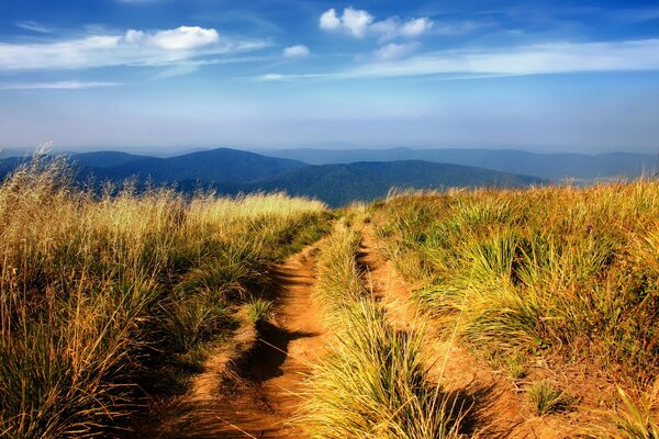 Camino largo cubierto de hierba