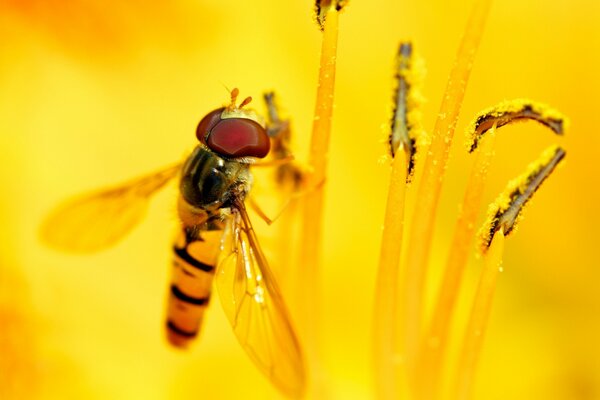 Insect bee flies on a flower