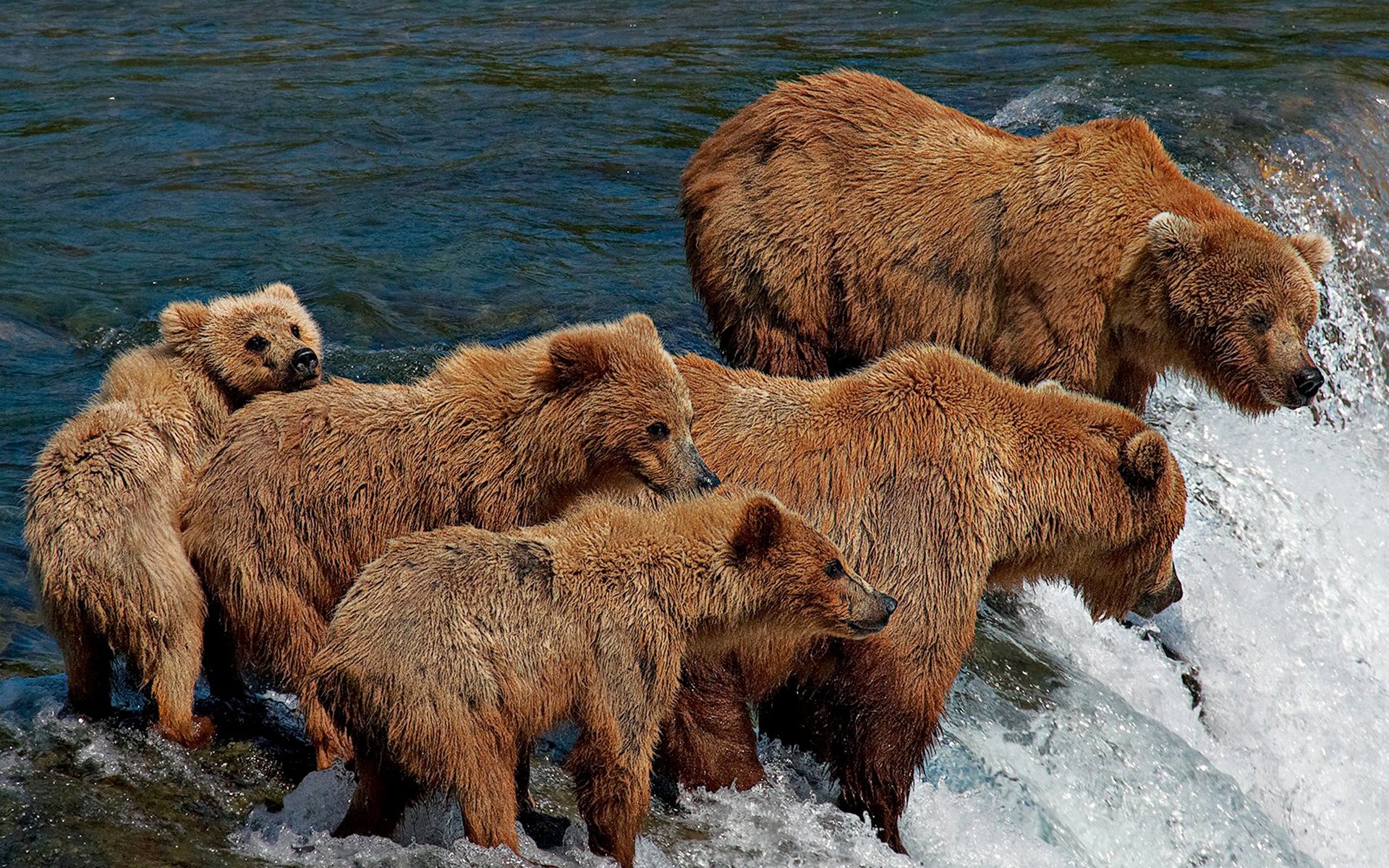 animals mammal wildlife grizzly animal nature predator water wild fur outdoors carnivore bear fishing