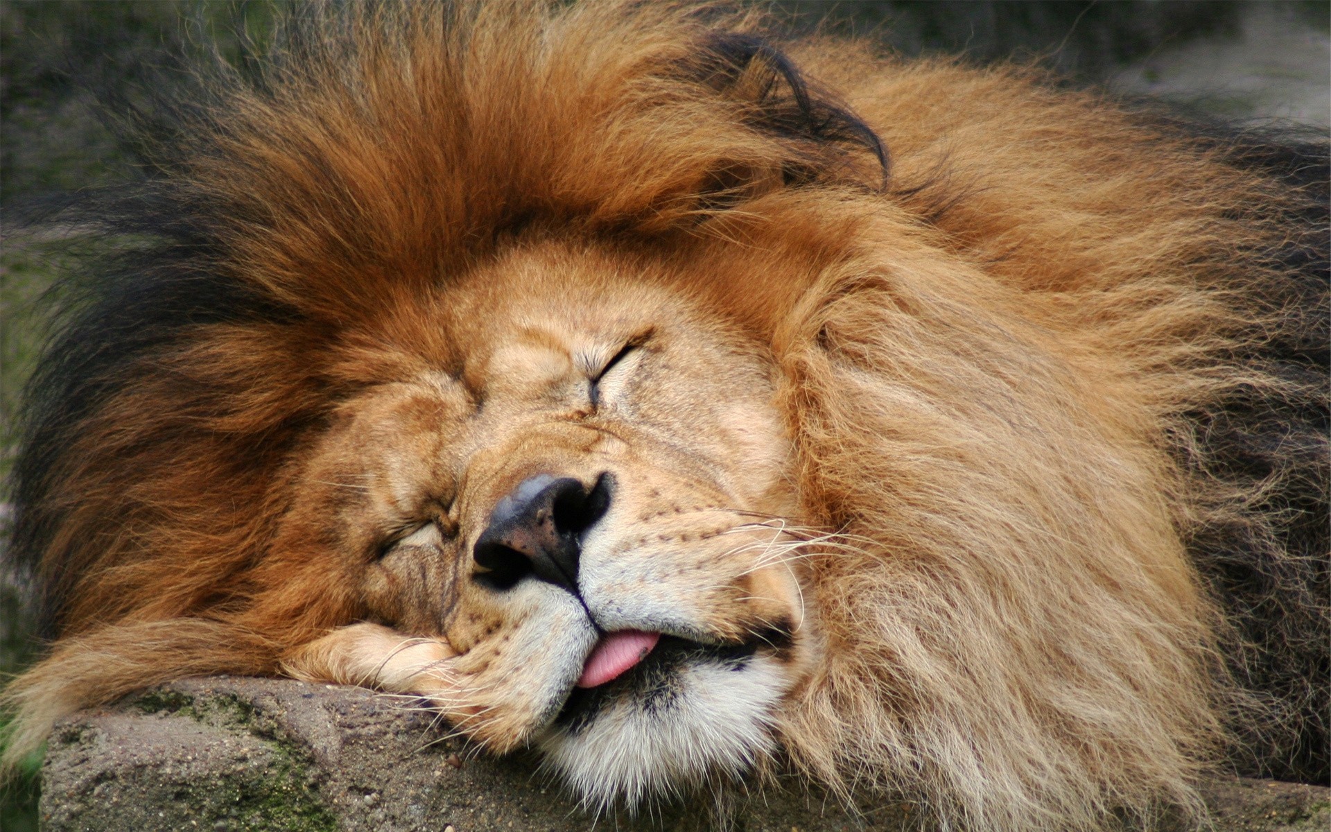 tiere säugetier katze tierwelt tier löwe porträt fell zoo raubtier wild auge manet jäger haar dschungel