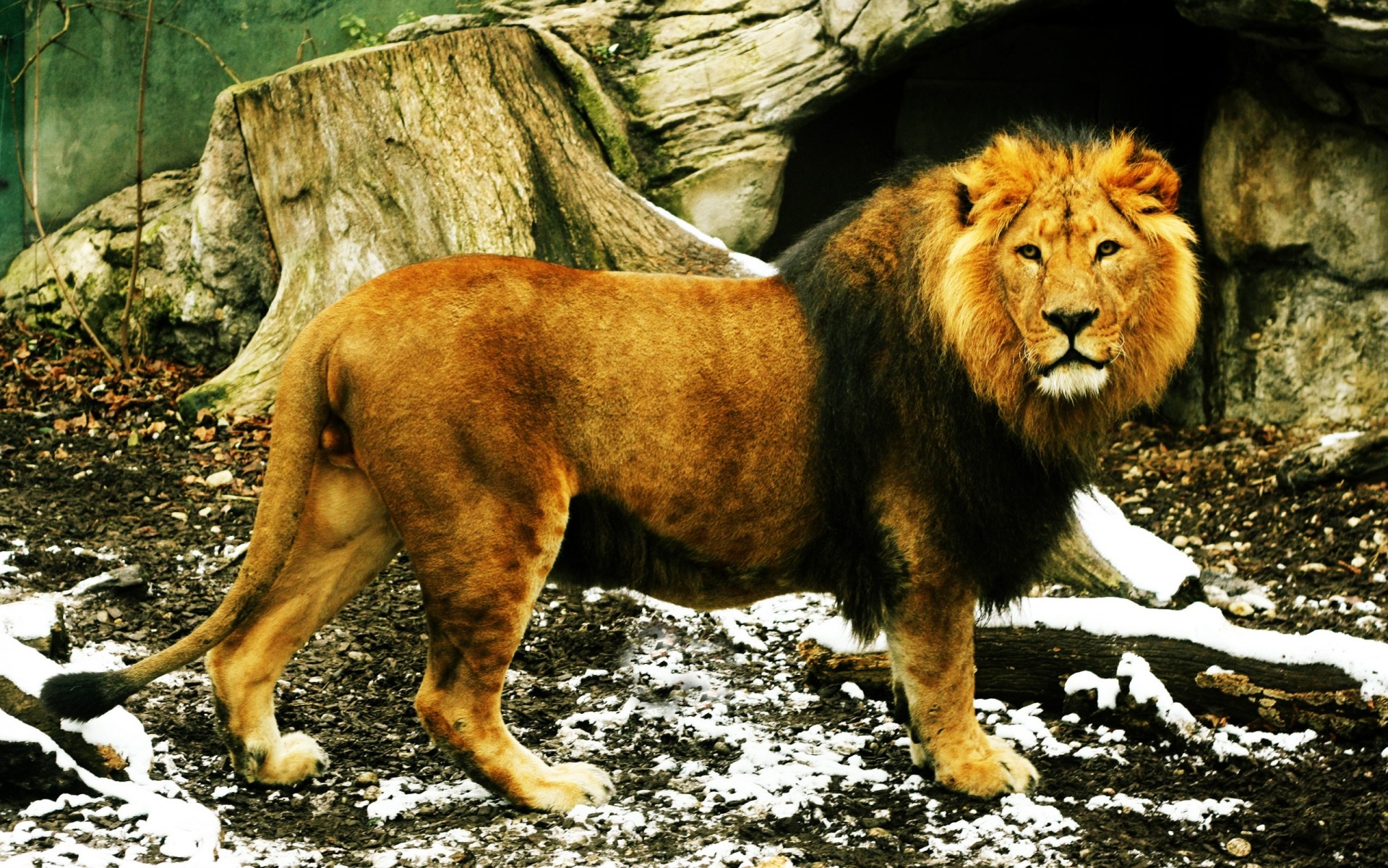animals mammal wildlife cat predator wild lion animal nature carnivore fur danger zoo hunter portrait big
